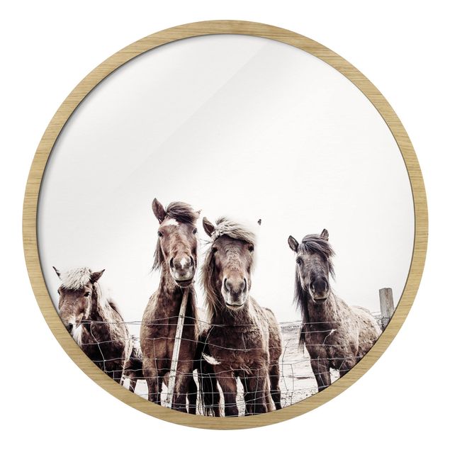 Obrazy nowoczesne Icelandic Horse