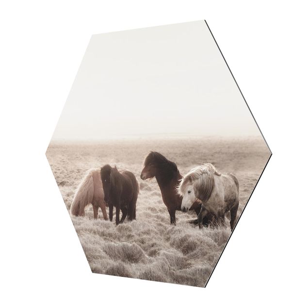 Obraz brązowy Islandzkie dzikie konie