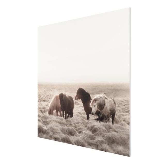 Nowoczesne obrazy Islandzkie dzikie konie