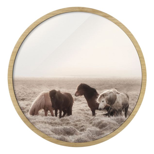 Obrazy nowoczesny Wild Icelandic Horse