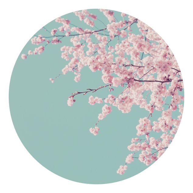 Tapety Japoński kwiat wiśni