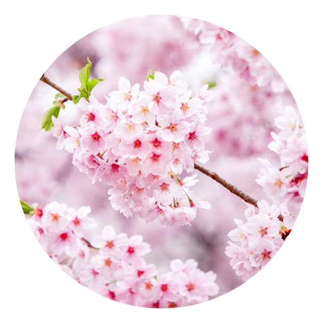 Okrągła tapeta samoprzylepna - Japońskie kwiaty wiśni