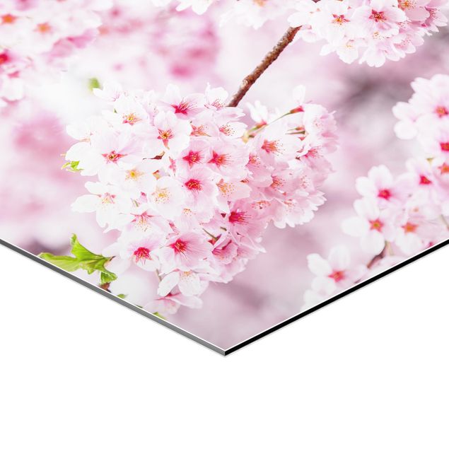 Obrazy na ścianę Japońskie kwiaty wiśni
