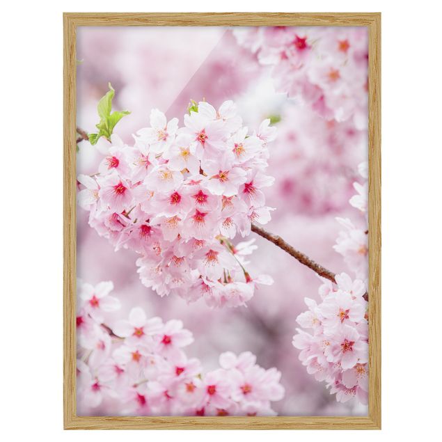 Obrazy w ramie do łazienki Japońskie kwiaty wiśni