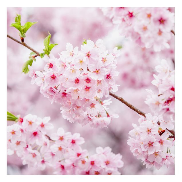 Folia samoprzylepna Japońskie kwiaty wiśni