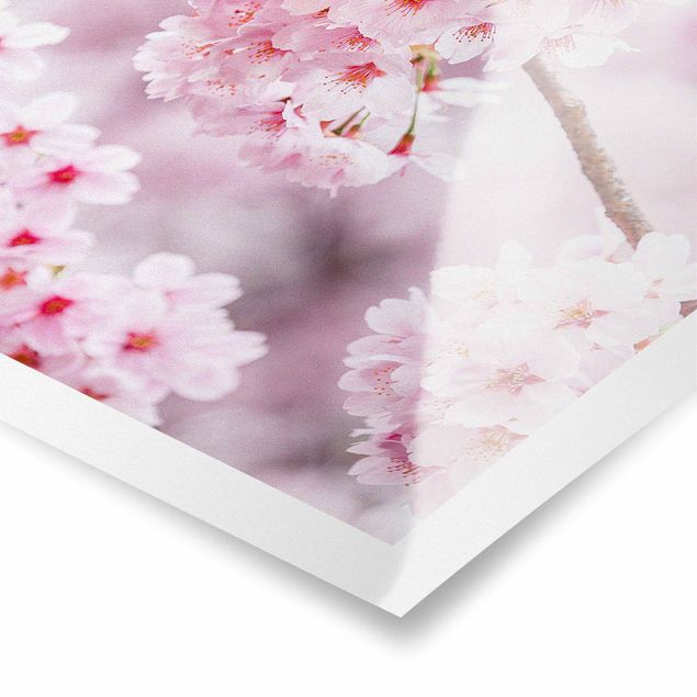 Obrazy z motywem kwiatowym Japońskie kwiaty wiśni