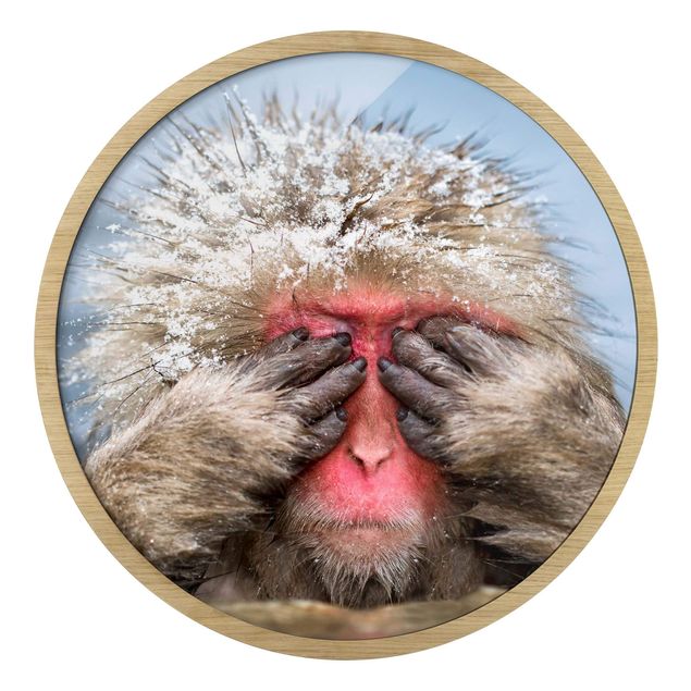 Obrazy do salonu Japanese Macaque