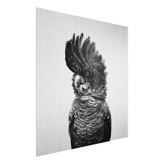 Obrazy pióra Cockatoo Kanye Black And White