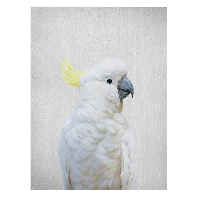Obrazy pióra Cockatoo Kiki