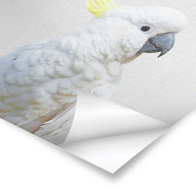 Czarno białe plakaty Cockatoo Kiki