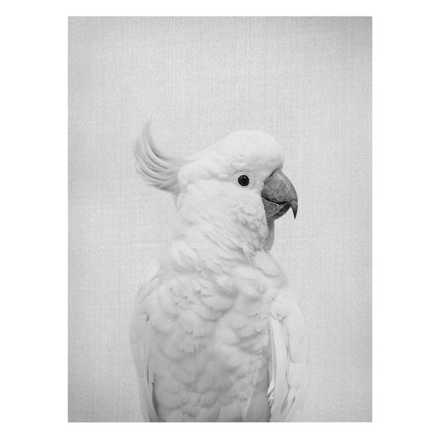 Obrazy pióra Cockatoo Kiki Black And White