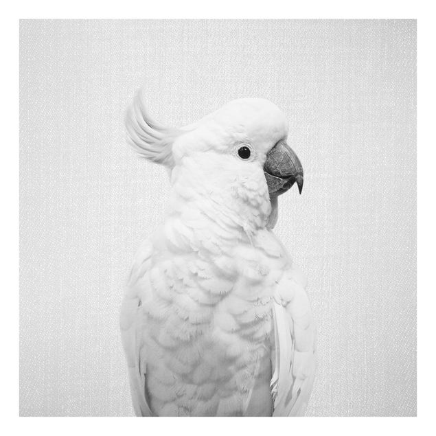 Obrazy na szkle zwierzęta Cockatoo Kiki Black And White