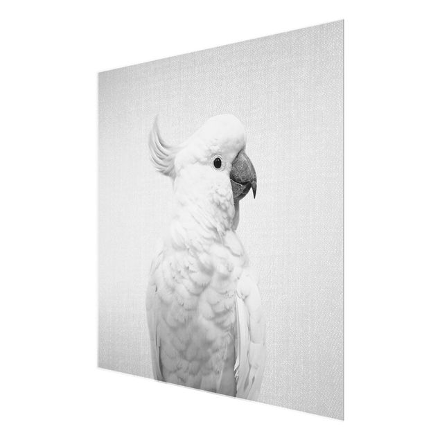 Nowoczesne obrazy Cockatoo Kiki Black And White