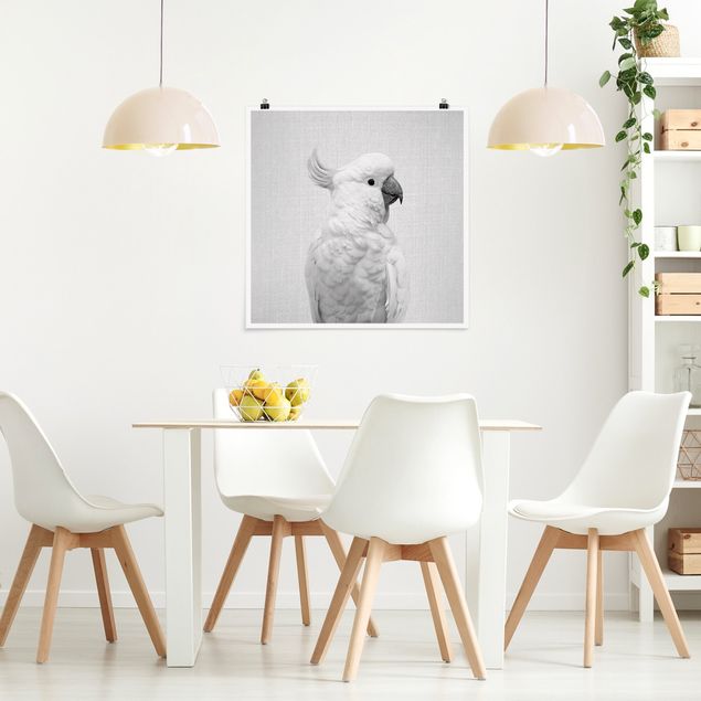 Obrazy nowoczesny Cockatoo Kiki Black And White