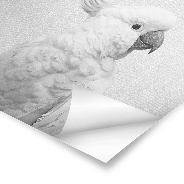 Czarno białe plakaty Cockatoo Kiki Black And White
