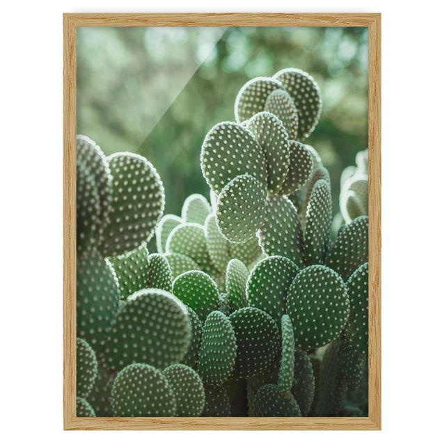 Obrazy w ramie do kuchni Kaktusy