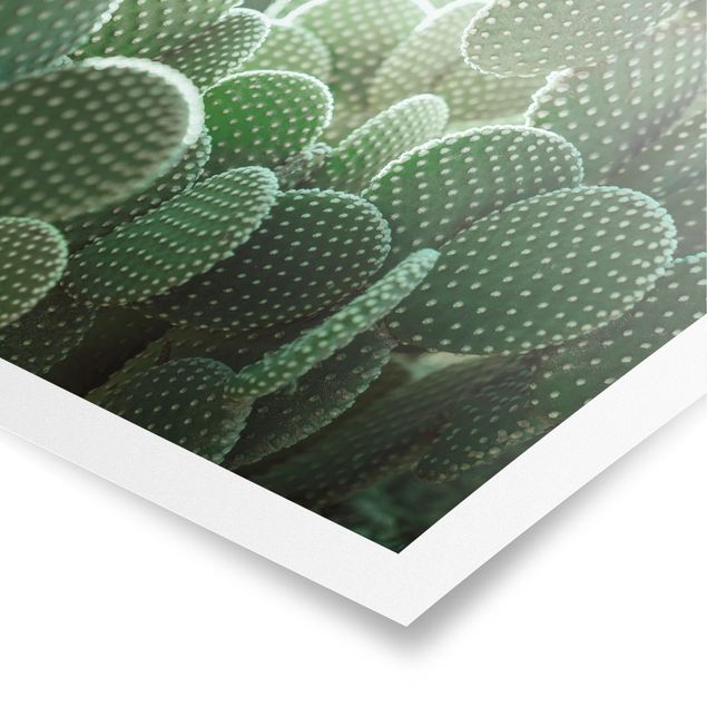 Obrazy z motywem kwiatowym Kaktusy