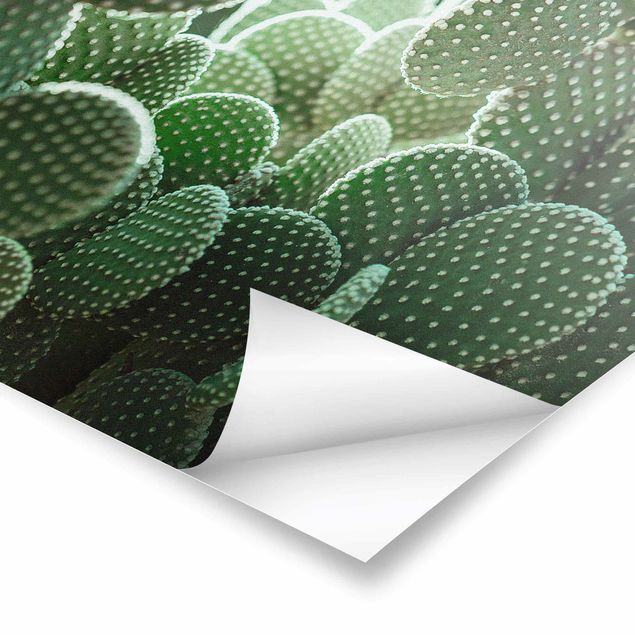Plakaty na sciane Kaktusy