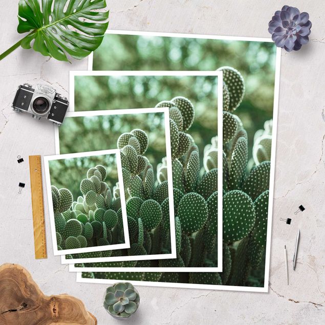 Plakat - Kaktusy