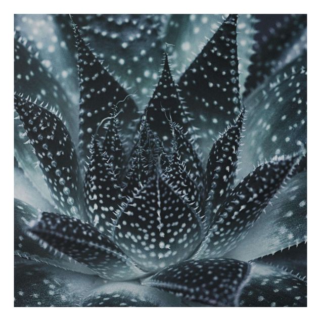 Obrazy do salonu Kaktus z kropkami gwiazd w nocy
