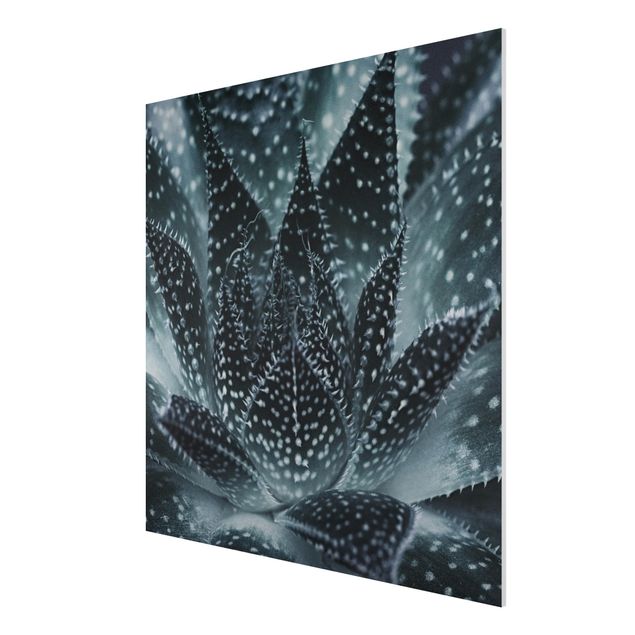 Obrazy nowoczesne Kaktus z kropkami gwiazd w nocy