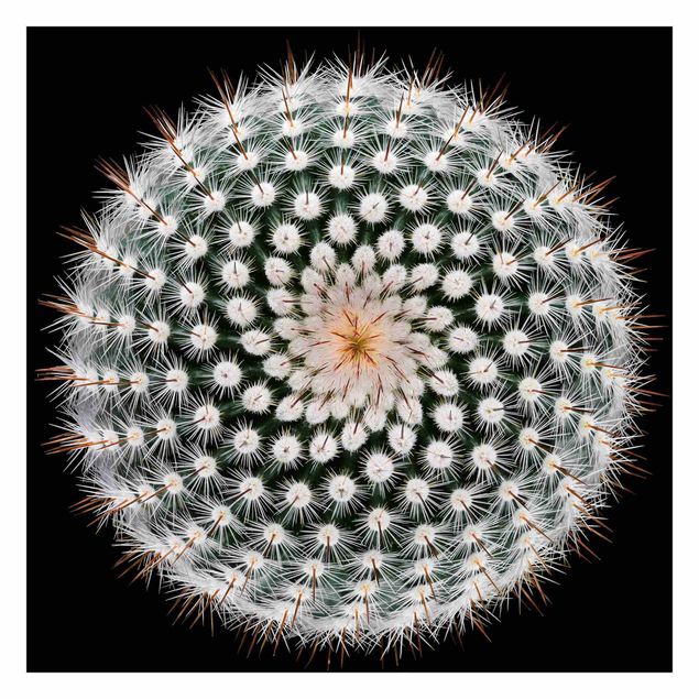 Fototapety Kwiat kaktusa