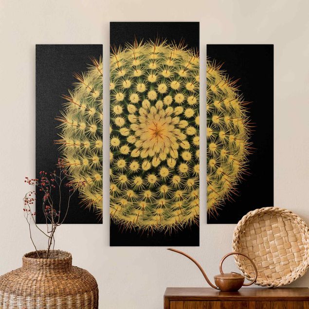 Obrazy z motywem kwiatowym Kwiat kaktusa