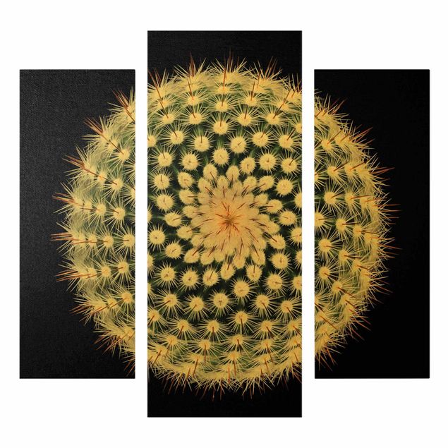 Obrazy na ścianę Kwiat kaktusa