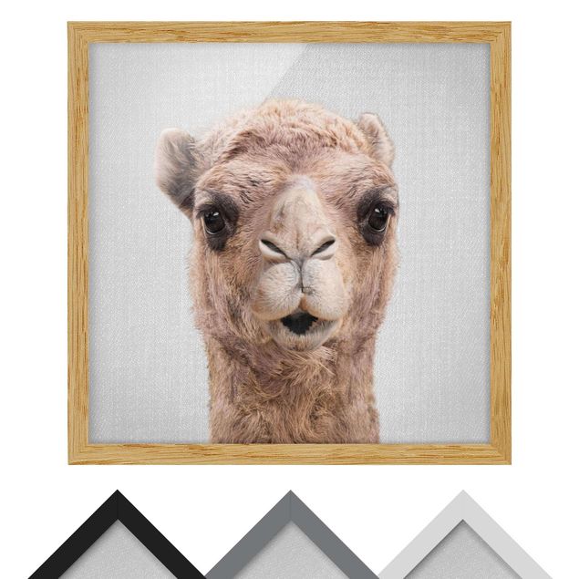 Obrazy ze zwierzętami Camel Konrad