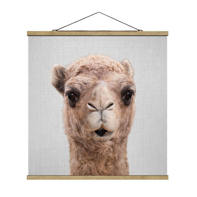 Obrazy zwierzęta Camel Konrad