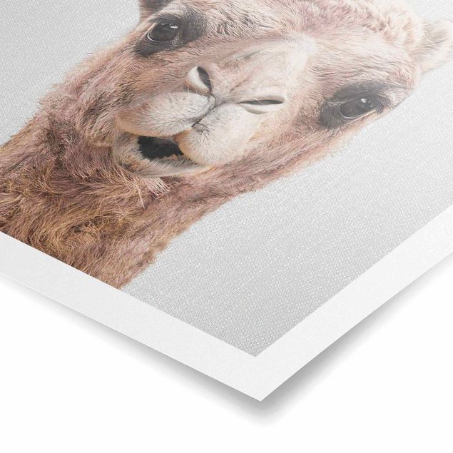 Obrazy Afryka Camel Konrad