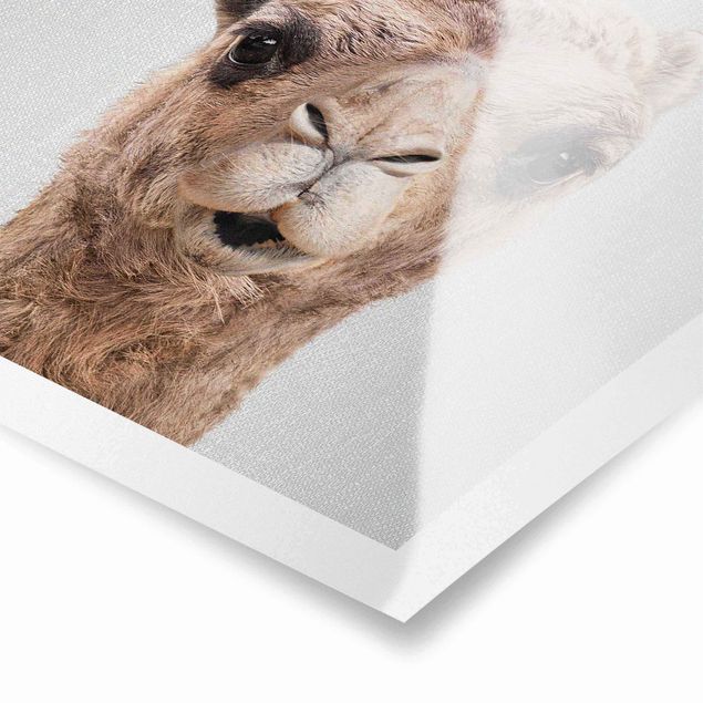 Czarno białe obrazy Camel Konrad