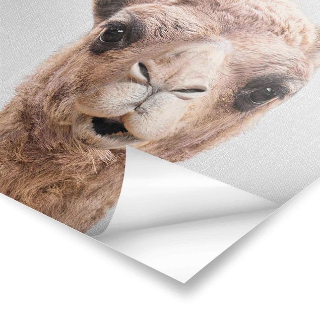 Plakaty czarno białe Camel Konrad