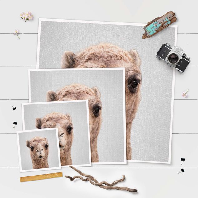 Obrazy na ścianę Camel Konrad
