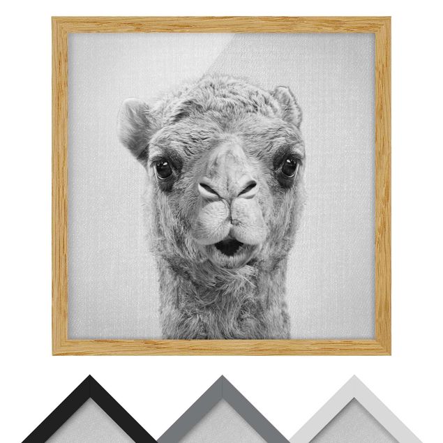 Obrazy ze zwierzętami Camel Konrad Black And White