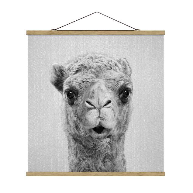 Obrazy ze zwierzętami Camel Konrad Black And White