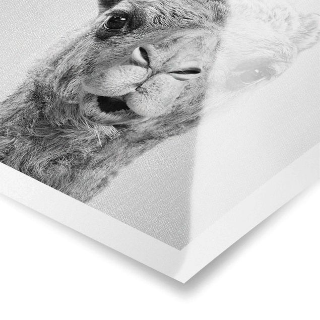 Obrazki czarno białe Camel Konrad Black And White