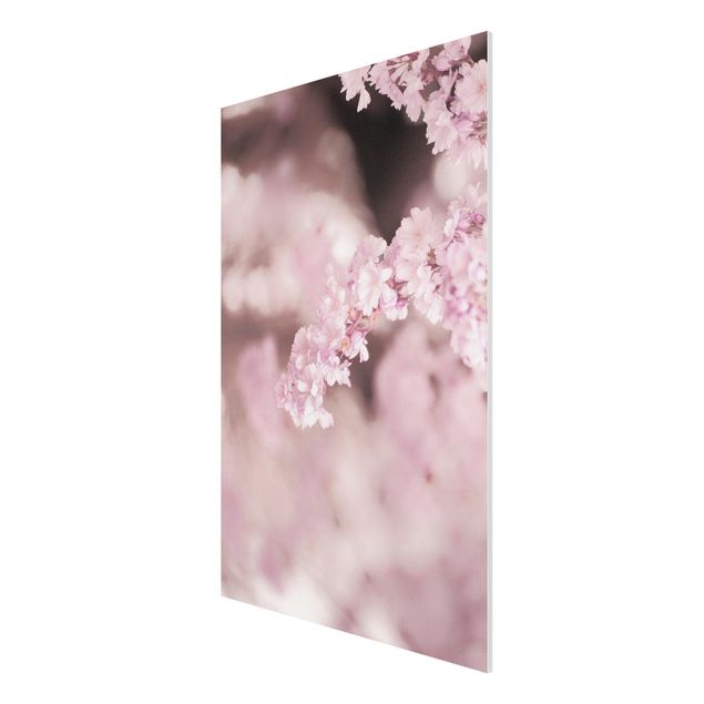 Obrazy nowoczesne Kwiat wiśni w fioletowym świetle