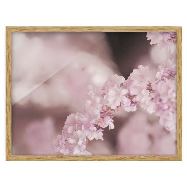 Obrazy w ramie do kuchni Kwiat wiśni w fioletowym świetle