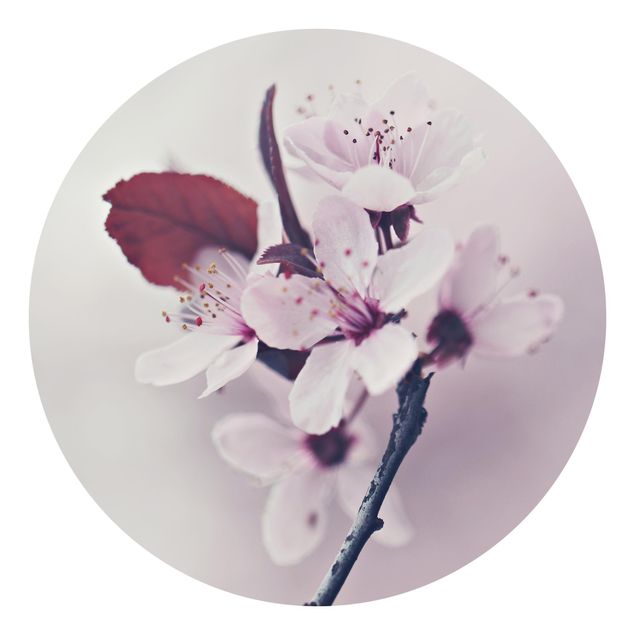 Okrągła tapeta samoprzylepna - Gałązka kwiatu wiśni staroróżowa