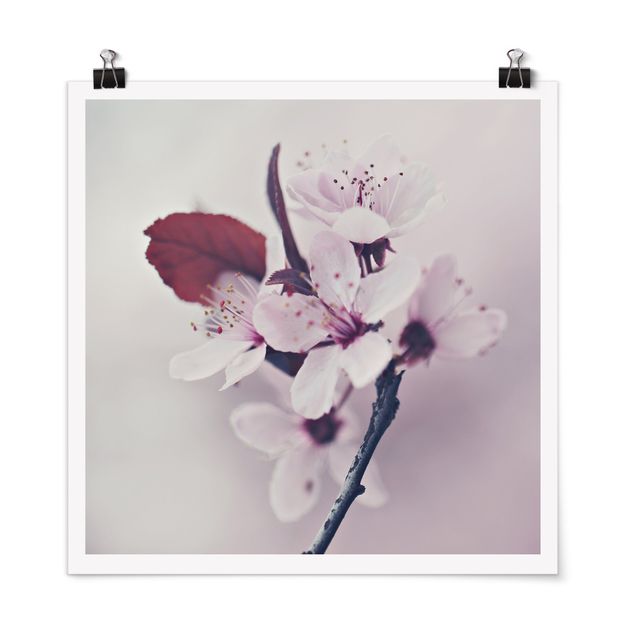 Różowy obraz Gałązka kwiatu wiśni staroróżowa