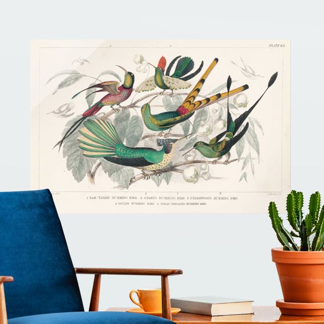 Obrazy na szkle poziomy Hummingbird Diagram