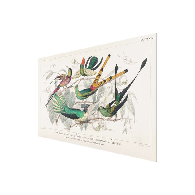 Obrazy retro Hummingbird Diagram