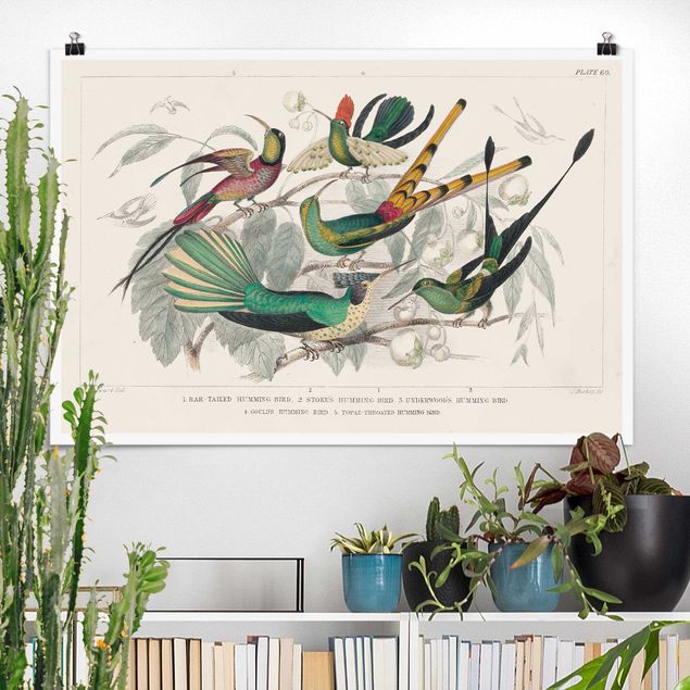 Obrazy do salonu Hummingbird Diagram