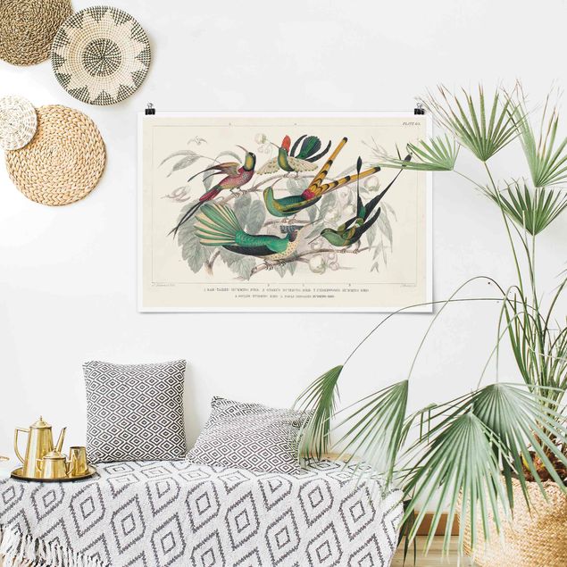 Obrazy zwierzęta Hummingbird Diagram