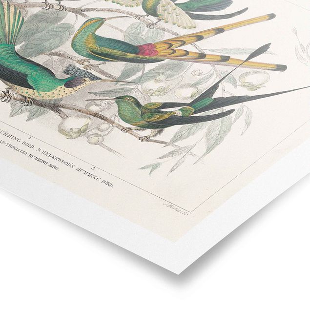 Plakaty vintage Hummingbird Diagram