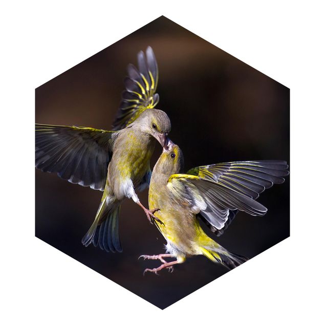 Fototapety Całujące się kolibry
