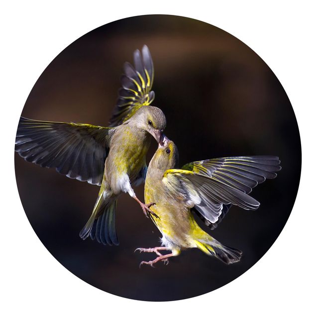 Tapety zwierzęta Całujące się kolibry
