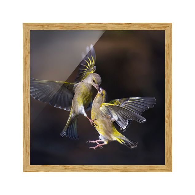 Obrazy w ramie do kuchni Całujące się kolibry