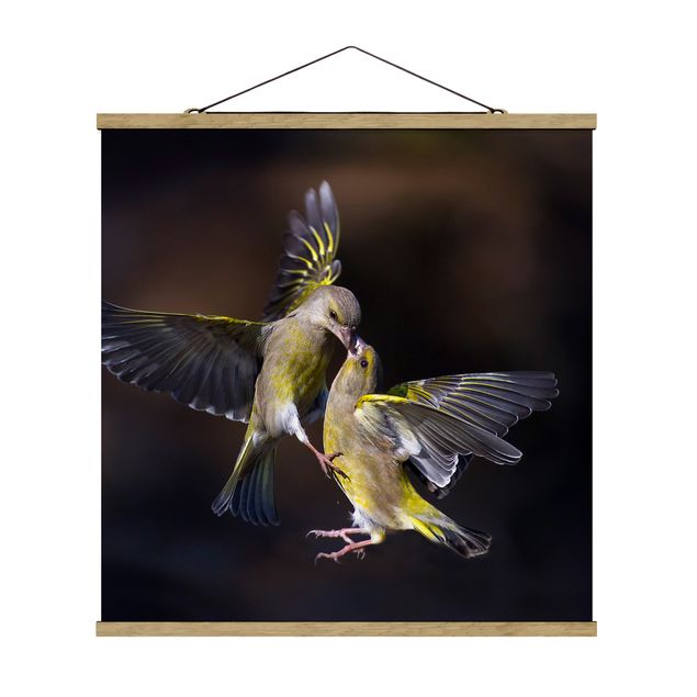 Obrazy zwierzęta Całujące się kolibry